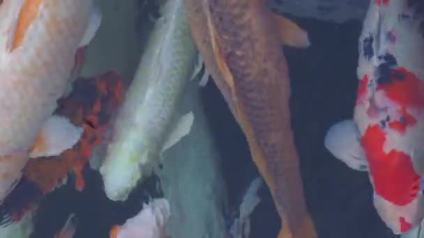 Vidéo verticale. Étang avec beaucoup de carpes sacrées rouges, blanches et dorées en Asie. Bali Tirta empul hly springs 