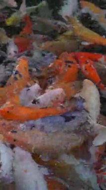 Dikey video. Asya 'da bir sürü kırmızı, beyaz ve altın kutsal sazan balığı olan gölet. Bali Tirta hly spring 'i doldurdu
