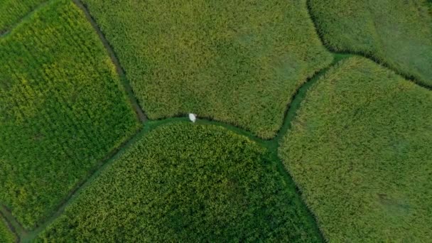 Aerial shot of farmers carrying bags with rice through a beautiful rice field. Rice threshing. Travel to Bali concept — Stock Video