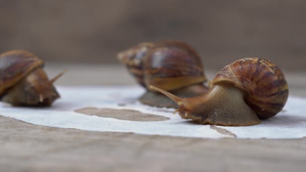 Gros plan d'un groupe d'escargots sur un masque blanc pour la photo du visage sur un fond en bois. Escargot concept de traitement de la peau 
