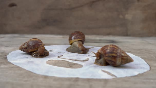 Closeup shot of group of snails on a white mask for the face shot on a wooden background. Snail skincare treatment concept — ストック動画