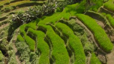 Bali adasındaki Ubud köyündeki ünlü Tegalalang Rice Teraslarının hava görüntüsü.