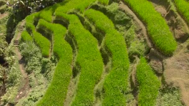 Luchtfoto van de beroemde Tegalang Rice Terraces in Ubud dorp op Bali — Stockvideo