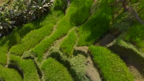 Bali adasındaki Ubud köyündeki ünlü Tegalalang Rice Teraslarının hava görüntüsü. — Stok video