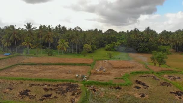 Воздушный кадр фермеров, молотящих рис традиционным способом. Концепция путешествия в Азию — стоковое видео