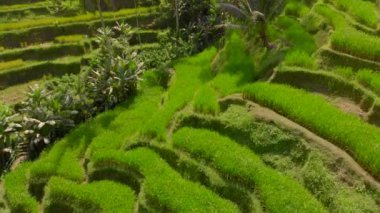 Bali adasındaki Ubud köyündeki ünlü Tegalalang Rice Teraslarının hava görüntüsü.