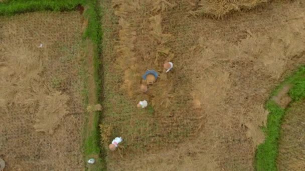 Luchtfoto van boeren die op traditionele wijze rijst dorsen. Reizen naar Azië concept — Stockvideo