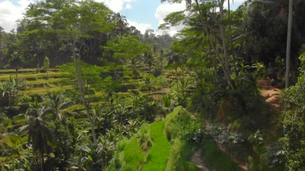 Foto aérea de las famosas terrazas de arroz de Tegalalang en el pueblo de Ubud en la isla de Bali — Vídeo de stock