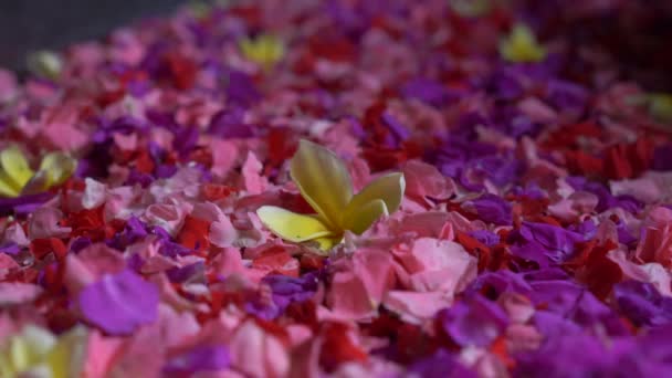 Szolgáltató személy készít egy virágos fürdő egy trópusi fürdő — Stock videók
