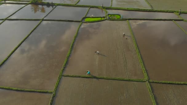 Luchtfoto van een groep boeren die rijst planten op een prachtig veld gevuld met water op een bewolkte dag. Reizen naar Azië concept — Stockvideo