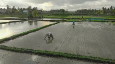 Bulutlu bir günde, su dolu güzel bir tarlaya pirinç eken bir grup çiftçinin hava görüntüsü. Asya 'ya Seyahat