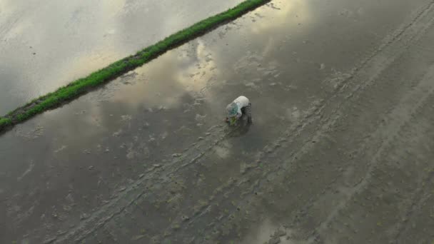 Luchtfoto van een groep boeren die rijst planten op een prachtig veld gevuld met water op een bewolkte dag. Reizen naar Azië concept — Stockvideo