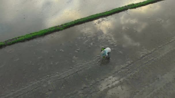 Luchtfoto van een groep boeren die rijst planten op een prachtig veld gevuld met water op een bewolkte dag. Reizen naar Azië concept — Stockvideo