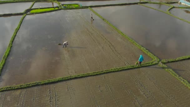 Flygfoto av en grupp bönder som planterar ris på ett vackert fält fyllt med vatten en molnig dag. Resor till Asien-konceptet — Stockvideo