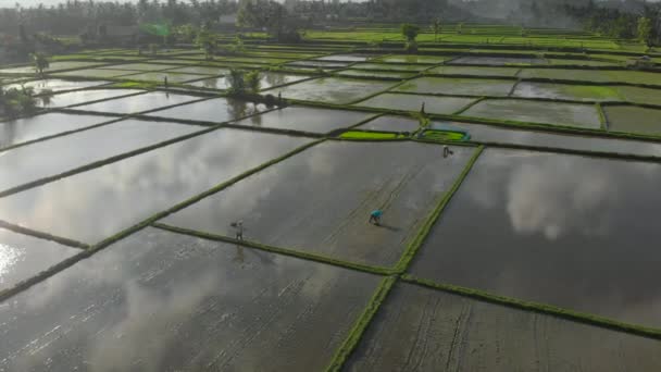 Foto aérea de un grupo de agricultores plantando arroz en un hermoso campo lleno de agua en un día nublado. Viajes a Asia concepto — Vídeos de Stock