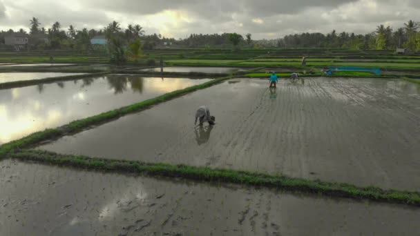 Luchtfoto van een groep boeren die rijst planten op een prachtig veld gevuld met water op een bewolkte dag. Reizen naar Azië concept — Stockvideo