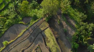 Gün batımında dağlardaki muhteşem pirinç teraslarının havadan çekilmiş görüntüleri.
