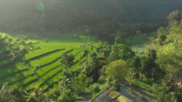 Vue aérienne des merveilleuses terrasses de riz en montagne au coucher du soleil — Video