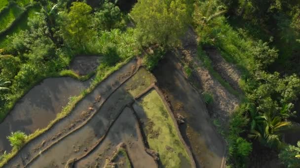 Foto aérea de los maravillosos terrenos de arroz en las montañas durante el atardecer — Vídeos de Stock