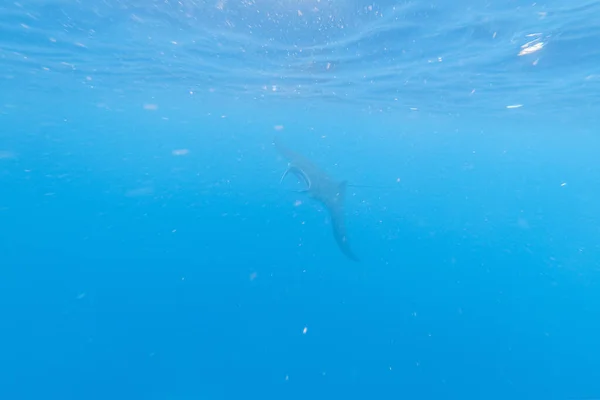 Manta ray in het blauwe water van de Oceaan — Stockfoto