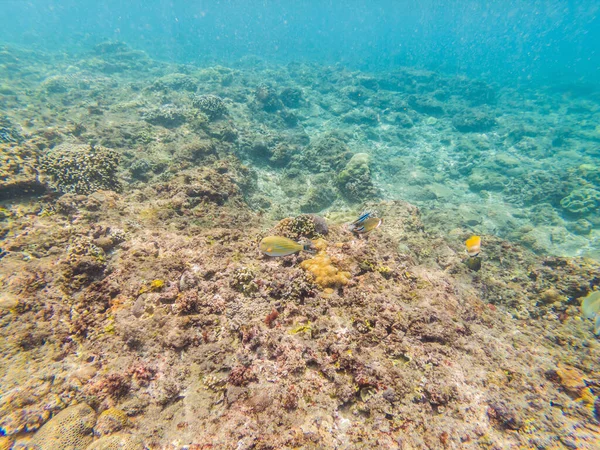 Récif corallien et poissons tropicaux au soleil — Photo