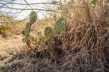 Çölde kurumuş bitkilerin arasında yassı kaktüs.