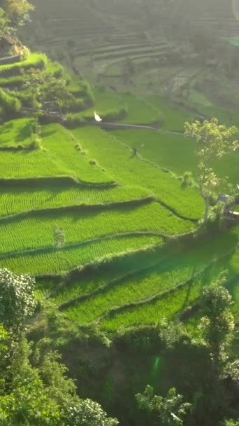 Vertikální video. Letecký snímek nádherných rýžových teras v horách při západu slunce — Stock video