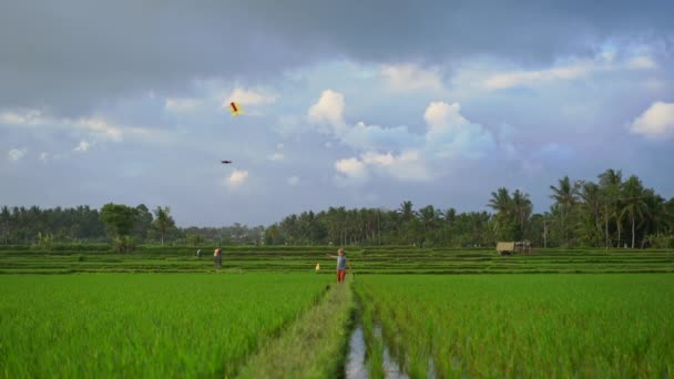 Lassított felvétel egy kisfiúról sárkánnyal, aki egy nagy, gyönyörű rizsföldön sétál át. — Stock videók