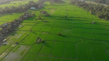Büyük yeşil pirinç tarlalarının üzerinde uçan büyük, geleneksel bir balina uçurtmasının havadan çekimi.