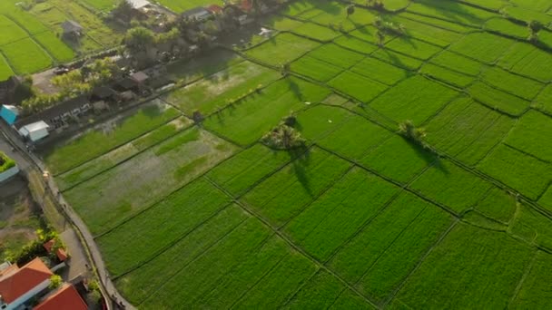 Flygfoto av en stor traditionell balinesiska drakar flyger över en stor vacker grönt risfält — Stockvideo