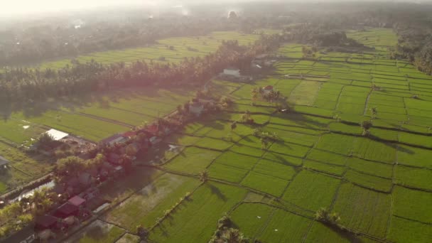 Foto aerea di un grande aquilone balinese tradizionale che sorvola una grande bella risaia verde — Video Stock