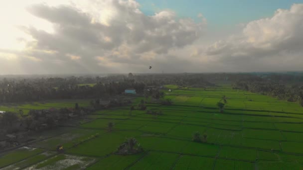 Tiro aéreo de um grande pipas balinesas tradicionais voando sobre um grande campo de arroz verde bonito — Vídeo de Stock