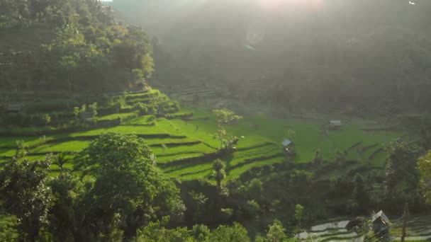 Zdjęcia lotnicze wspaniałych tarasów ryżowych w górach podczas zachodu słońca — Wideo stockowe