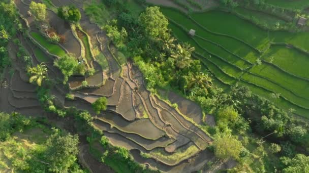 Foto aérea de los maravillosos terrenos de arroz en las montañas durante el atardecer — Vídeos de Stock