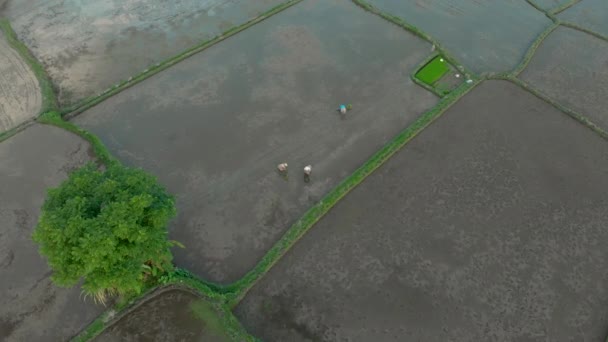 Flygfoto av bönder som planterar ris på ett stort risfält. Konceptet Resa till Asien. — Stockvideo