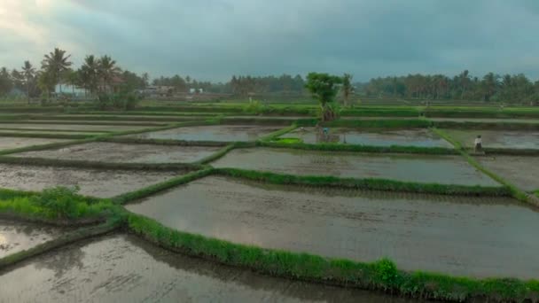 Flygfoto av bönder som planterar ris på ett stort risfält. Konceptet Resa till Asien. — Stockvideo