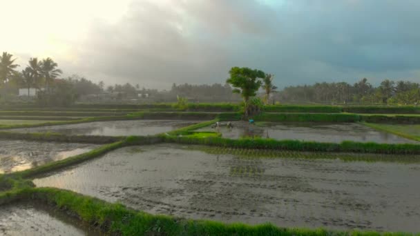 Colpo aereo di agricoltori che piantano riso su una grande risaia. Viaggiare in Asia concetto . — Video Stock