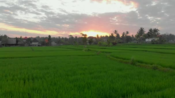 Flygfoto av en lycklig familj turister som möter solnedgången på en fantastisk risfält. Res till Asien konceptet. Res till Bali-konceptet — Stockvideo