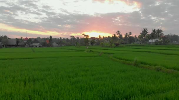 Aerial shot of a happy family tourists meeting the sunset on a marvelous rice field. Travel to Asia concept. Travel to Bali concept — Stock Video