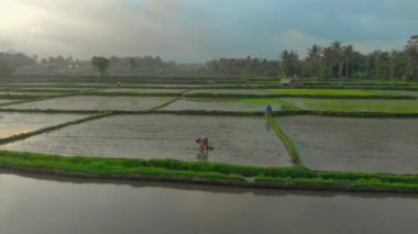 Büyük bir pirinç tarlasına pirinç eken çiftçilerin hava görüntüleri. Asya 'ya Seyahat.
