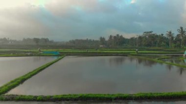 Büyük bir pirinç tarlasına pirinç eken çiftçilerin hava görüntüleri. Asya 'ya Seyahat.