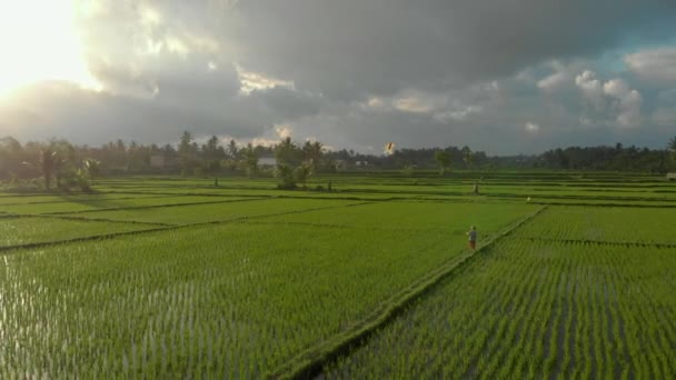 Tiro aéreo de um menino caminhando pelo belo campo de arroz com seu papagaio. Viagem para a Ásia conceito — Vídeo de Stock