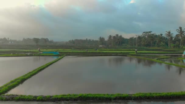 Luchtfoto van boeren die rijst planten op een groot rijstveld. Travell to Asia-concept. — Stockvideo