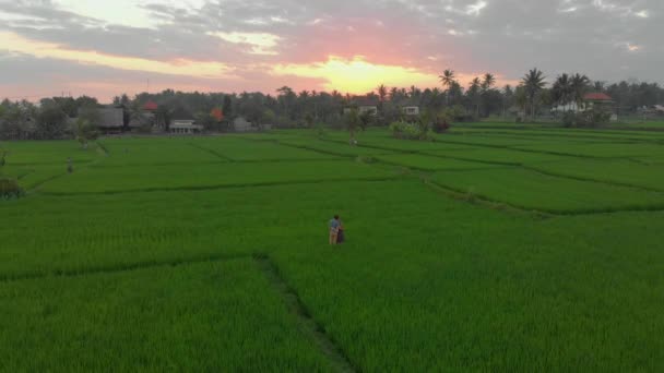 Αεροφωτογραφία ενός χαρούμενου οικογενειακού τουρίστα που συναντά το ηλιοβασίλεμα σε ένα υπέροχο χωράφι με ρύζι. Ταξίδι στην Ασία έννοια. Ταξίδι στο Μπαλί έννοια — Αρχείο Βίντεο