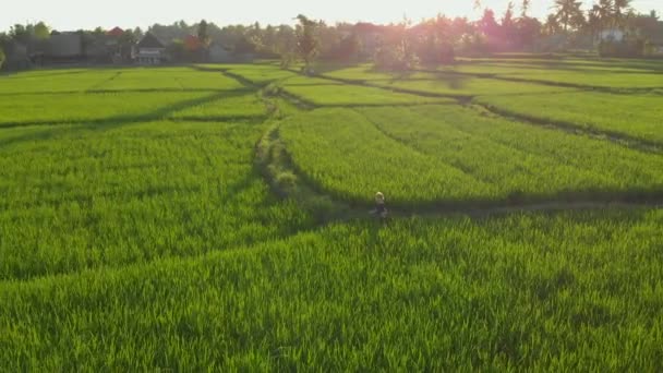 Повітряний знімок маленького хлопчика, який роздумує над чудовим рисовим полем під час заходу сонця — стокове відео