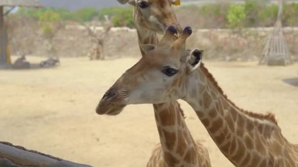 Młoda kobieta karmi żyrafy w parku safari — Wideo stockowe