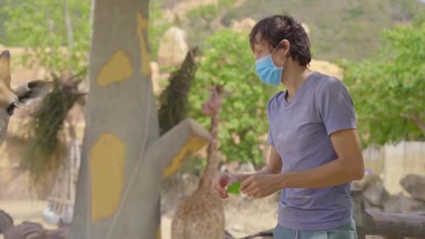 Un jeune homme portant un masque facial nourrit des girafes dans un parc safari. Le verrouillage est terminé, mais les gens doivent porter des masques partout. Concept de réouverture économique — Video