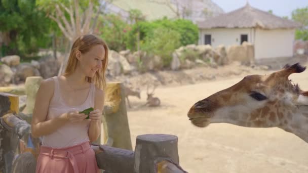 Een jonge vrouw voedt giraffen in een safari park — Stockvideo