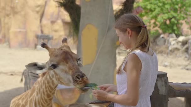Mladá žena a její syn krmí žirafy v safari parku — Stock video