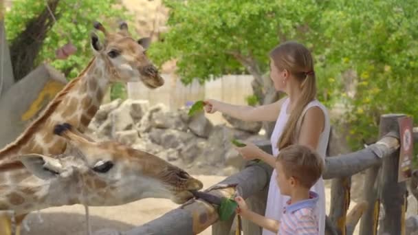 Una joven y su pequeño hijo alimentan jirafas en un parque de safari — Vídeos de Stock